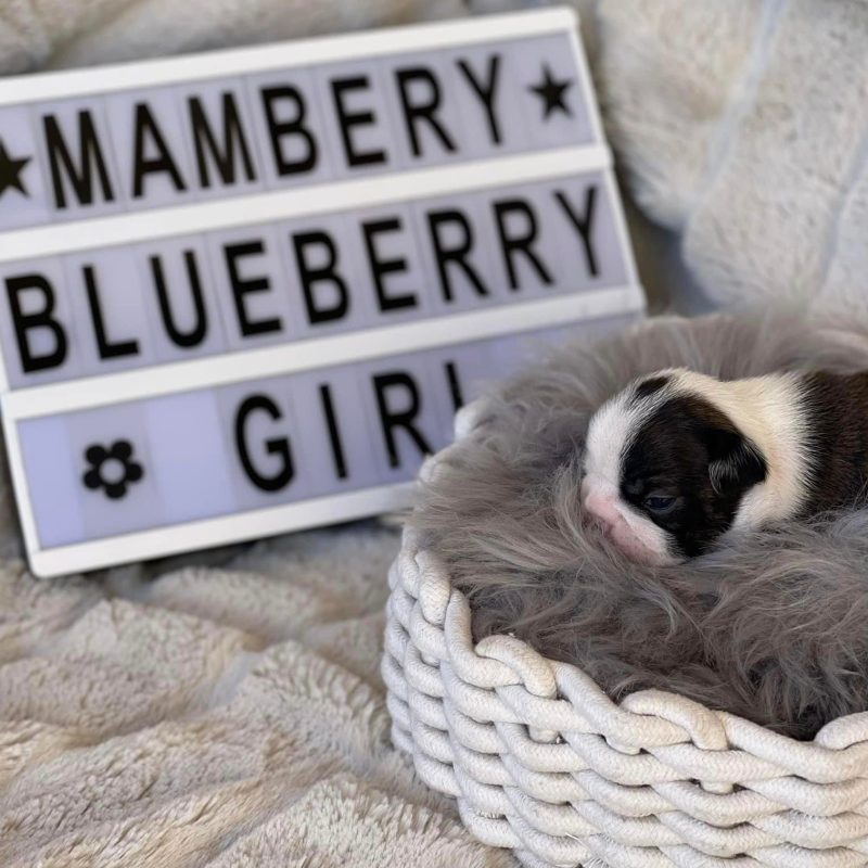 Mambery Instagram
