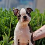 Mambery Kennel - Boston terrier